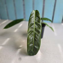 Load image into Gallery viewer, #RD43 Philodendron Patriciae