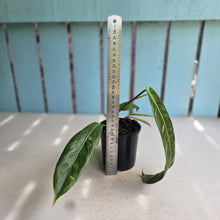 Load image into Gallery viewer, #RD43 Philodendron Patriciae