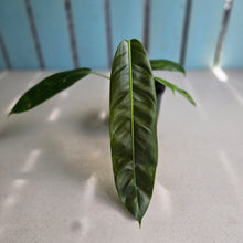 Load image into Gallery viewer, #RD43 Philodendron Patriciae