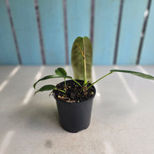 Load image into Gallery viewer, #RD43 Philodendron Patriciae
