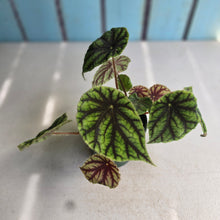 Load image into Gallery viewer, #RD8 Begonia Quadrialata ssp.  Nimbaensis