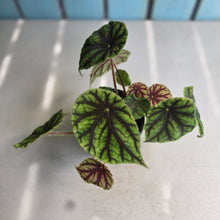 Load image into Gallery viewer, #RD8 Begonia Quadrialata ssp.  Nimbaensis