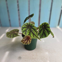 Load image into Gallery viewer, #RD8 Begonia Quadrialata ssp.  Nimbaensis