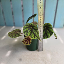 Load image into Gallery viewer, #RD8 Begonia Quadrialata ssp.  Nimbaensis