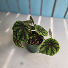 Load image into Gallery viewer, #RD8 Begonia Quadrialata ssp.  Nimbaensis