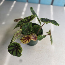 Load image into Gallery viewer, #RD8 Begonia Quadrialata ssp.  Nimbaensis