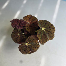 Load image into Gallery viewer, #R168 Begonia 'Stranger Things'