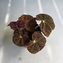 Load image into Gallery viewer, #R168 Begonia 'Stranger Things'