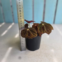 Load image into Gallery viewer, #R168 Begonia 'Stranger Things'