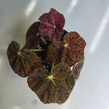 Load image into Gallery viewer, #R168 Begonia 'Stranger Things'