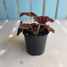 Load image into Gallery viewer, #R168 Begonia 'Stranger Things'