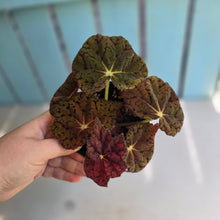 Load image into Gallery viewer, #R168 Begonia 'Stranger Things'
