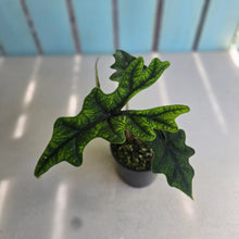 Load image into Gallery viewer, #RA16 Alocasia Jacklyn