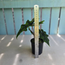 Load image into Gallery viewer, #RA16 Alocasia Jacklyn
