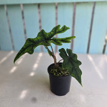 Load image into Gallery viewer, #RA16 Alocasia Jacklyn