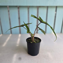 Load image into Gallery viewer, #RA16 Alocasia Jacklyn
