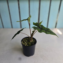 Load image into Gallery viewer, #RA16 Alocasia Jacklyn