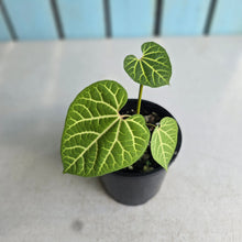 Load image into Gallery viewer, #D888 Aristolochia Cauliflora