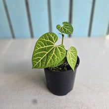 Load image into Gallery viewer, #D888 Aristolochia Cauliflora