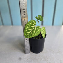 Load image into Gallery viewer, #D888 Aristolochia Cauliflora