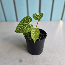 Load image into Gallery viewer, #D888 Aristolochia Cauliflora