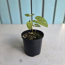 Load image into Gallery viewer, #D888 Aristolochia Cauliflora