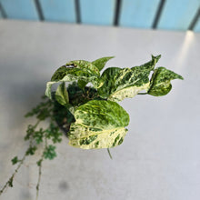 Load image into Gallery viewer, #RB13 Variegated Amydrium Medium + Selaginella Uncinata