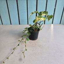 Load image into Gallery viewer, #RB13 Variegated Amydrium Medium + Selaginella Uncinata