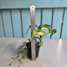Load image into Gallery viewer, #RB13 Variegated Amydrium Medium + Selaginella Uncinata