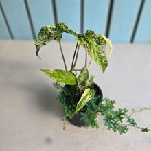 Load image into Gallery viewer, #RB13 Variegated Amydrium Medium + Selaginella Uncinata