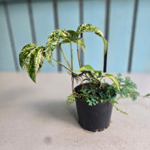 Load image into Gallery viewer, #RB13 Variegated Amydrium Medium + Selaginella Uncinata