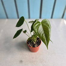 Load image into Gallery viewer, #R82 Multi-headed Anthurium Veitchii x 'Red'
