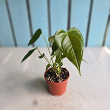 Load image into Gallery viewer, #R82 Multi-headed Anthurium Veitchii x 'Red'