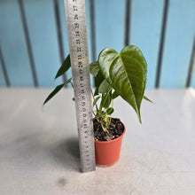 Load image into Gallery viewer, #R82 Multi-headed Anthurium Veitchii x 'Red'