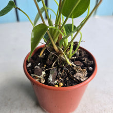 Load image into Gallery viewer, #R82 Multi-headed Anthurium Veitchii x 'Red'