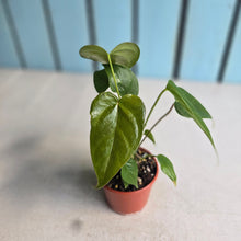 Load image into Gallery viewer, #R82 Multi-headed Anthurium Veitchii x 'Red'