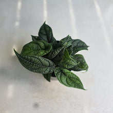 Load image into Gallery viewer, #R23 Multi-headed Piper Parmatum