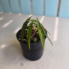 Load image into Gallery viewer, #RB7 Begonia Amphioxus