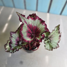 Load image into Gallery viewer, #RD28 Begonia Raspberry Torte