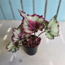 Load image into Gallery viewer, #RD28 Begonia Raspberry Torte