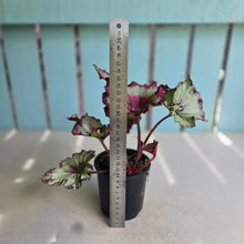 Load image into Gallery viewer, #RD28 Begonia Raspberry Torte