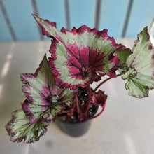 Load image into Gallery viewer, #RD28 Begonia Raspberry Torte