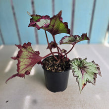 Load image into Gallery viewer, #RD28 Begonia Raspberry Torte