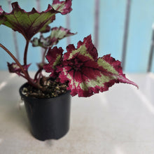 Load image into Gallery viewer, #RD28 Begonia Raspberry Torte