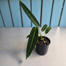 Load image into Gallery viewer, #RA7 Anthurium Warocqueanum