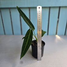 Load image into Gallery viewer, #RA7 Anthurium Warocqueanum