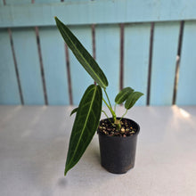 Load image into Gallery viewer, #RA7 Anthurium Warocqueanum