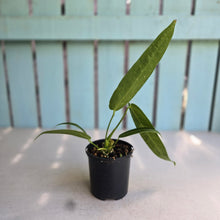 Load image into Gallery viewer, #RA7 Anthurium Warocqueanum