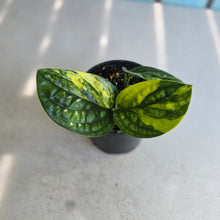 Load image into Gallery viewer, #RD37 Two x Headed Variegated Monstera Peru