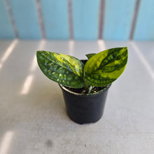 Load image into Gallery viewer, #RD37 Two x Headed Variegated Monstera Peru